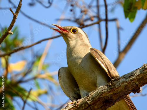 Pallid Cuckoo (Cuculus pallidus) in Australia photo