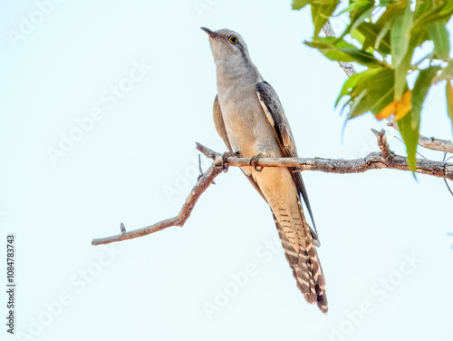 Pallid Cuckoo (Cuculus pallidus) in Australia