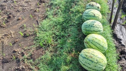 View of a row of large, ripe watermelons resting on a grassy field. The watermelons have dark green rinds with distinctive light green stripes. The scientific name of watermelon is Citrullus lanatus. photo