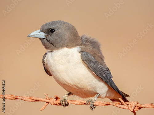 White-breasted Woodswallow (Artamus leucorynchus) in Australia photo