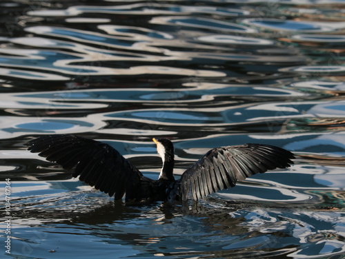 Cormorant sitting and sunning itself photo