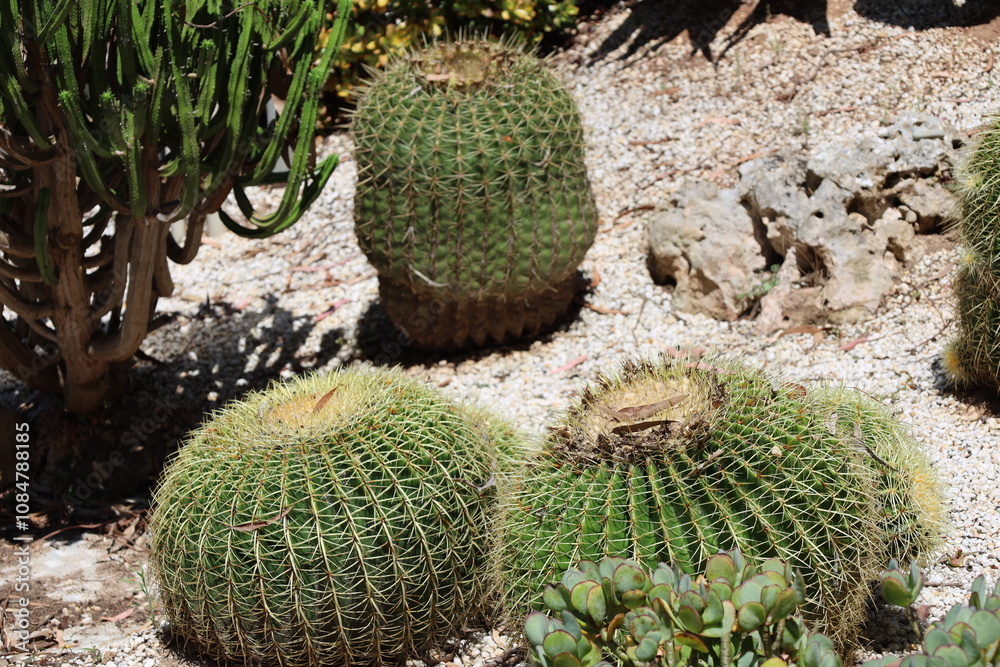 close-up two ball cacti (succulents, cactus) side-by-side on coarse gravel in bright sunshine close-up two ball cacti (succulents, cactus) side-by-side on coarse gravel in bright sunshine