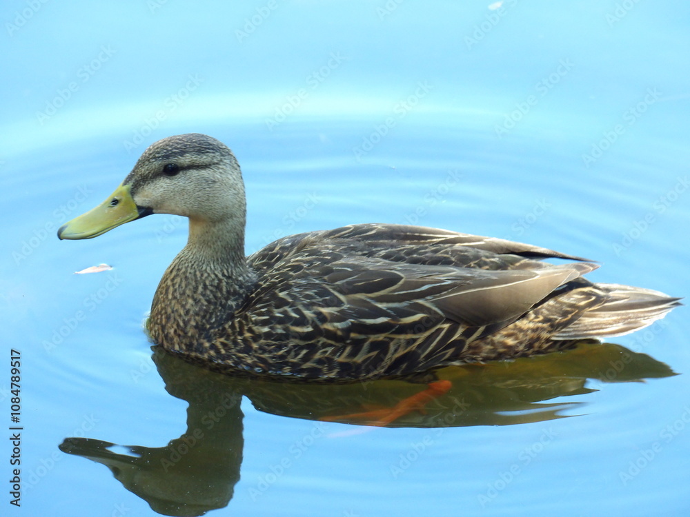 Obraz premium KODAK Digital Still Camera