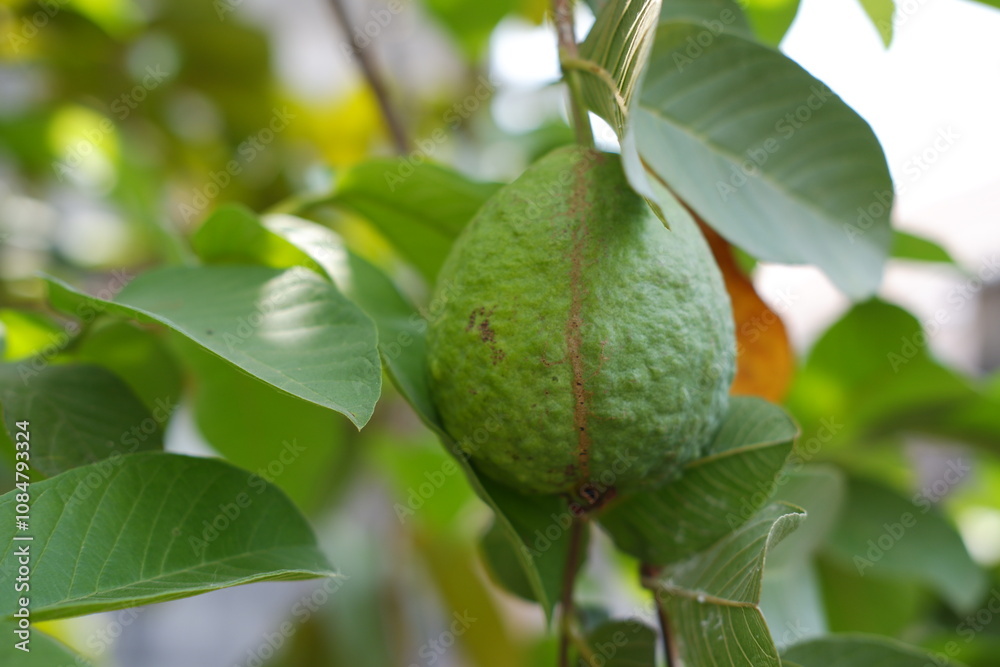 Guava fruit on the tree in the garden with green leaves background Guava fruit on the tree in the garden with green leaves background