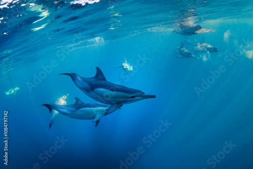 Photography A graceful pod of common dolphins glides through the clear, blue waters off the coast of New South Wales, Australia, showcasing the harmony of ocean life