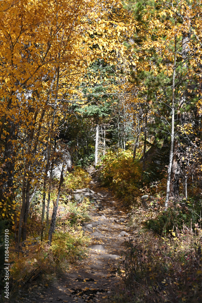 Obraz premium Trail in the Woods