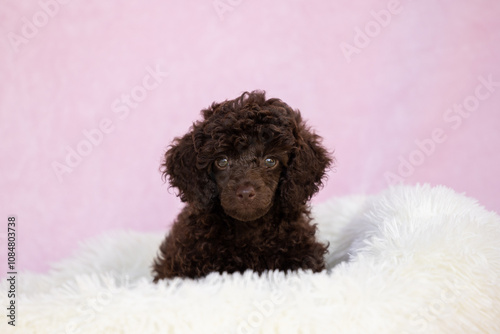 Chocolate mini poodle puppy