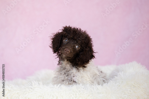 Chocolate and white mini poodle puppy