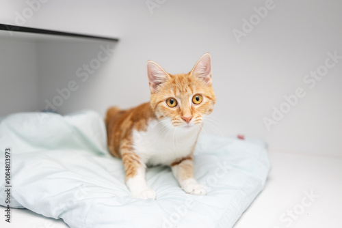 Ginger and white cat