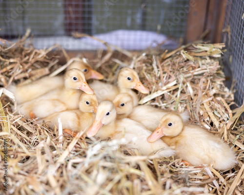 Ducklings in hay