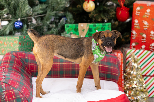 Puppy on bed in front of Christmas tree