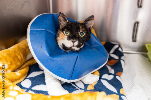 Calico cat in vet clinic with cone