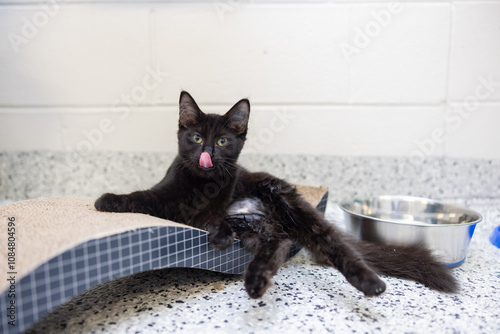 Black kitten licking lips on cat scratcher