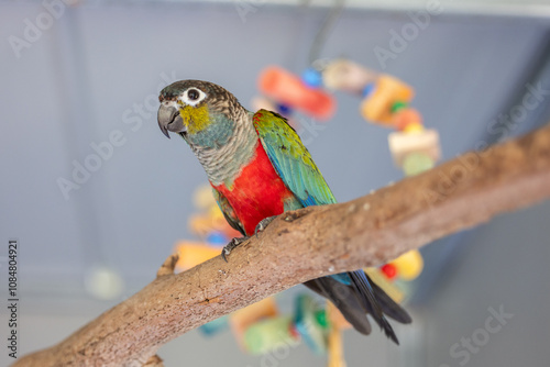 Conure parrot on perch in aviary