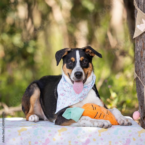 dog, easter, pet, animal, puppy, portrait, cute, tricolour, pets, toy, carrot, bandana
