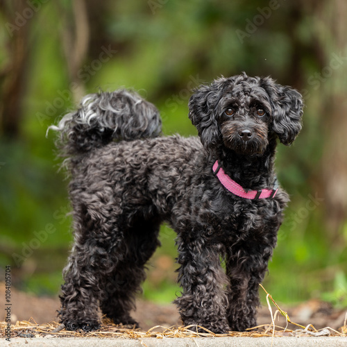 Black poodle with pink collar in forest