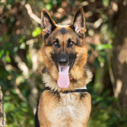 German shepherd in forest