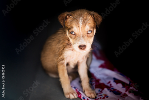 Puppy in dark kennel