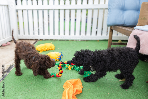 Cavoodle puppies playing with rope toy
