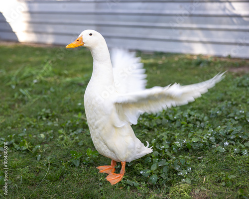 American pekin duck flapping wings