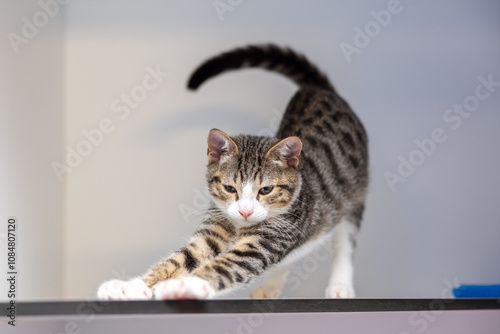 Tabby and white cat stretching