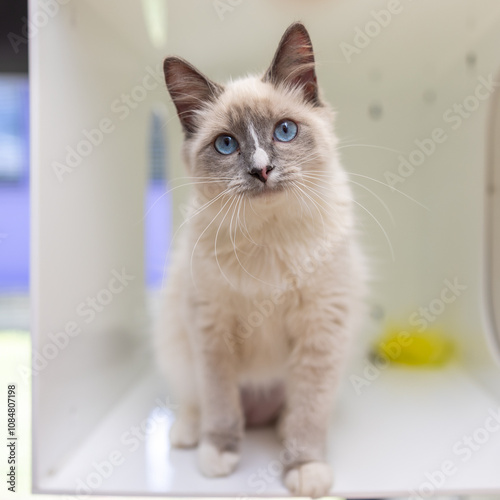 Ragdoll cat in white box looking at camera