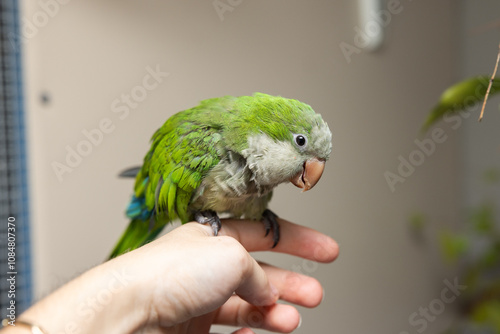 Green quaker parrot on hand