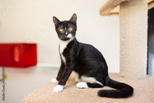 Black and white cat