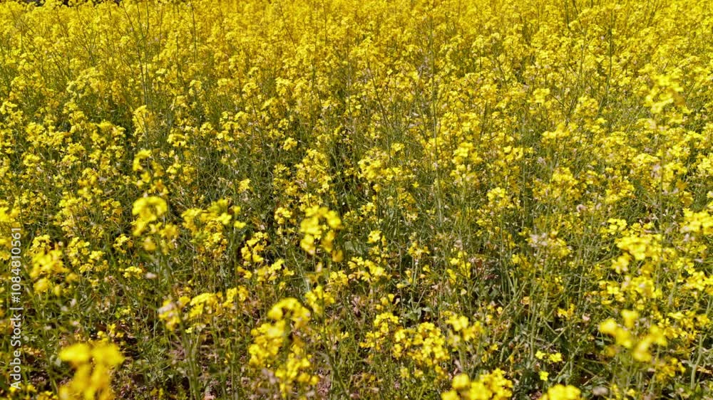 A Beautifully Vibrant Yellow Flower Field in Full Bloom, Exuding Natures Radiance A Beautifully Vibrant Yellow Flower Field in Full Bloom, Exuding Natures Radiance