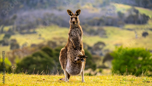 Fotografía kangaroo with joey in pouch