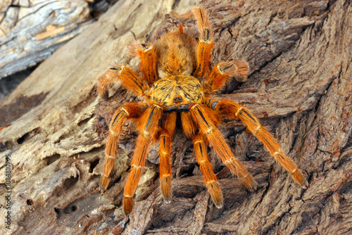 Orange Baboon Tarantula (Pterinochilus murinus).