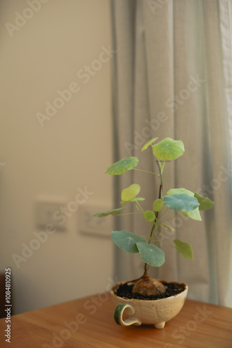 Serenity by the Window: Peaceful Scene with Sunlit Potted Plant