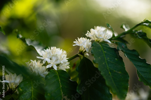 White Coffee Blossoms in Lush Greenery