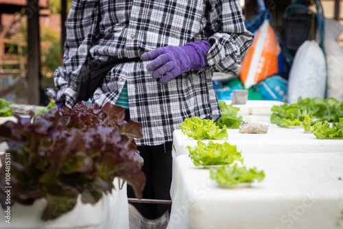 hydroponic pot with vegetable seedlings growing on Organic hydroponic vegetable cultivation farm. Grow vegetables without soil concept.