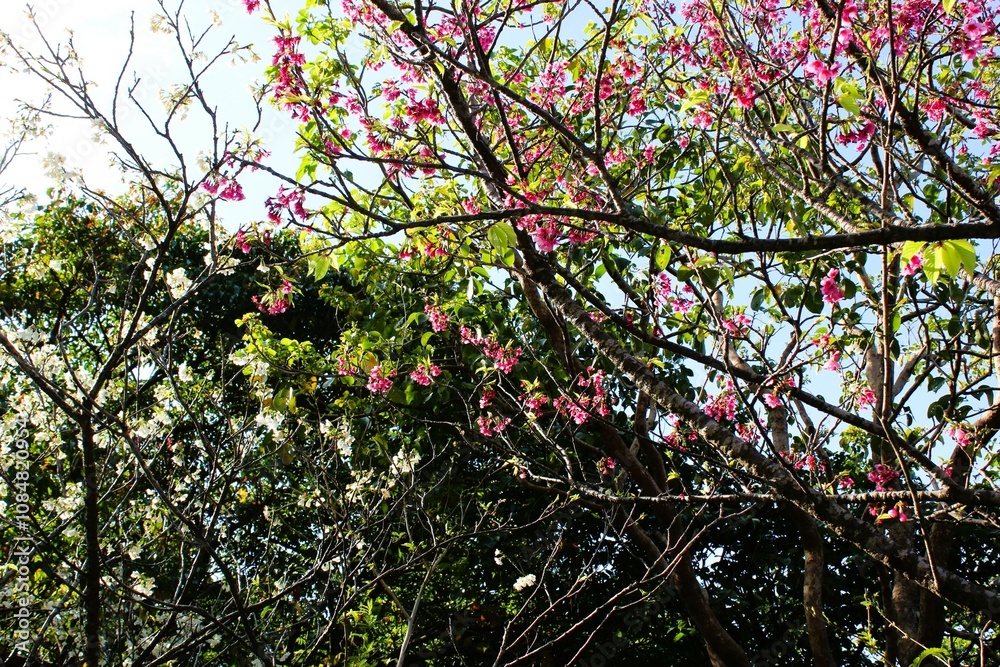Early bloom white and pink cherry flowers in the wild Early bloom white and pink cherry flowers in the wild