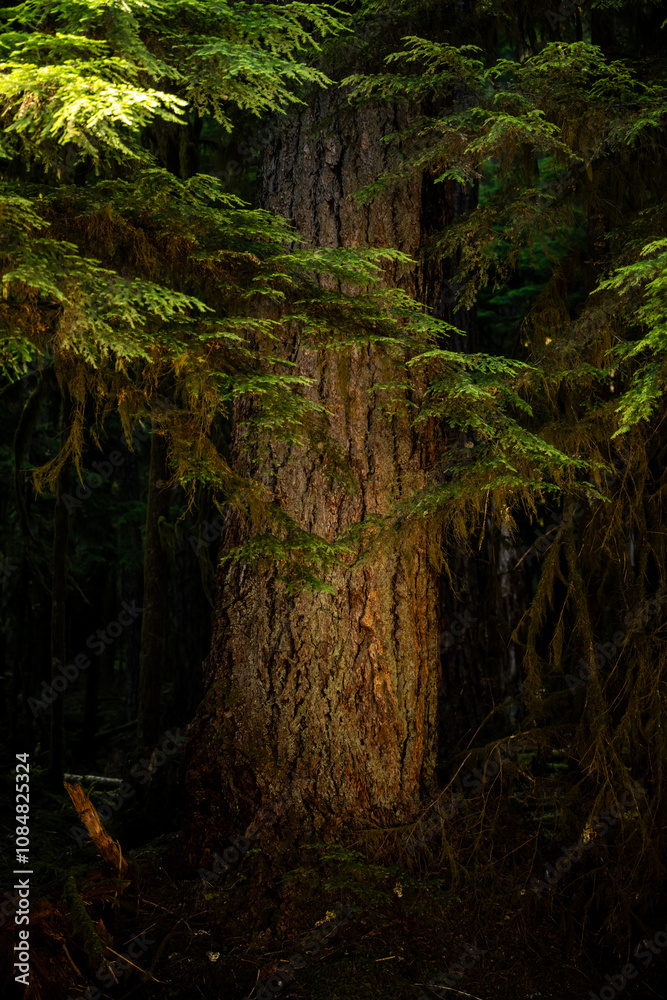 Obraz premium Thick Pine Trunk Catches Sunlight As The Surrounding Forest Fades Into Shadow