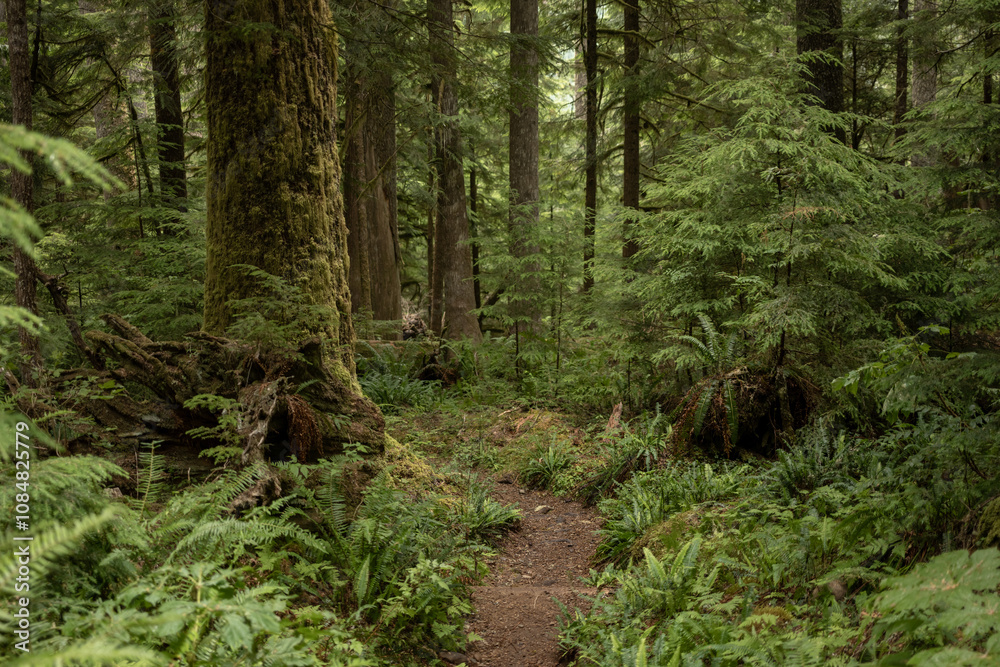 Trail Curves Around Mossy Tree Trunk And Fern Covered Forest Floor Trail Curves Around Mossy Tree Trunk And Fern Covered Forest Floor