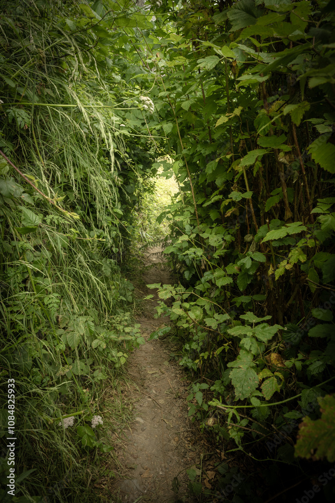 Trail Cuts Through Tunnel Of Overgrown Green Plants Trail Cuts Through Tunnel Of Overgrown Green Plants