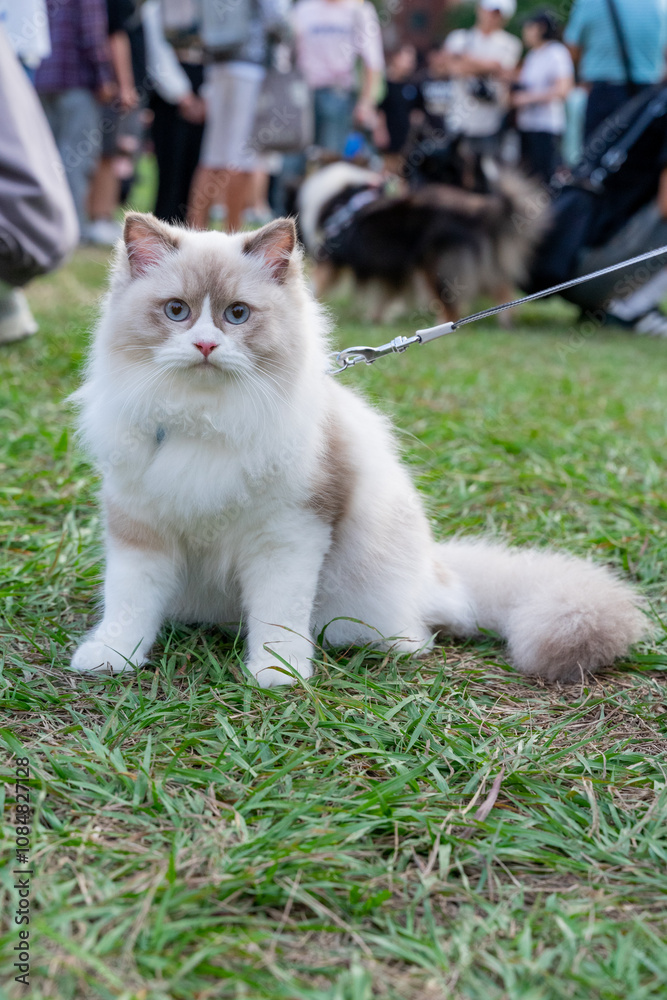 a serene moment of a Ragdoll cat sitting calmly on a lush green field. With its soft, luxurious fur and captivating blue eyes, the cat exudes elegance and tranquility. a serene moment of a Ragdoll cat sitting calmly on a lush green field. With its soft, luxurious fur and captivating blue eyes, the cat exudes elegance and tranquility.