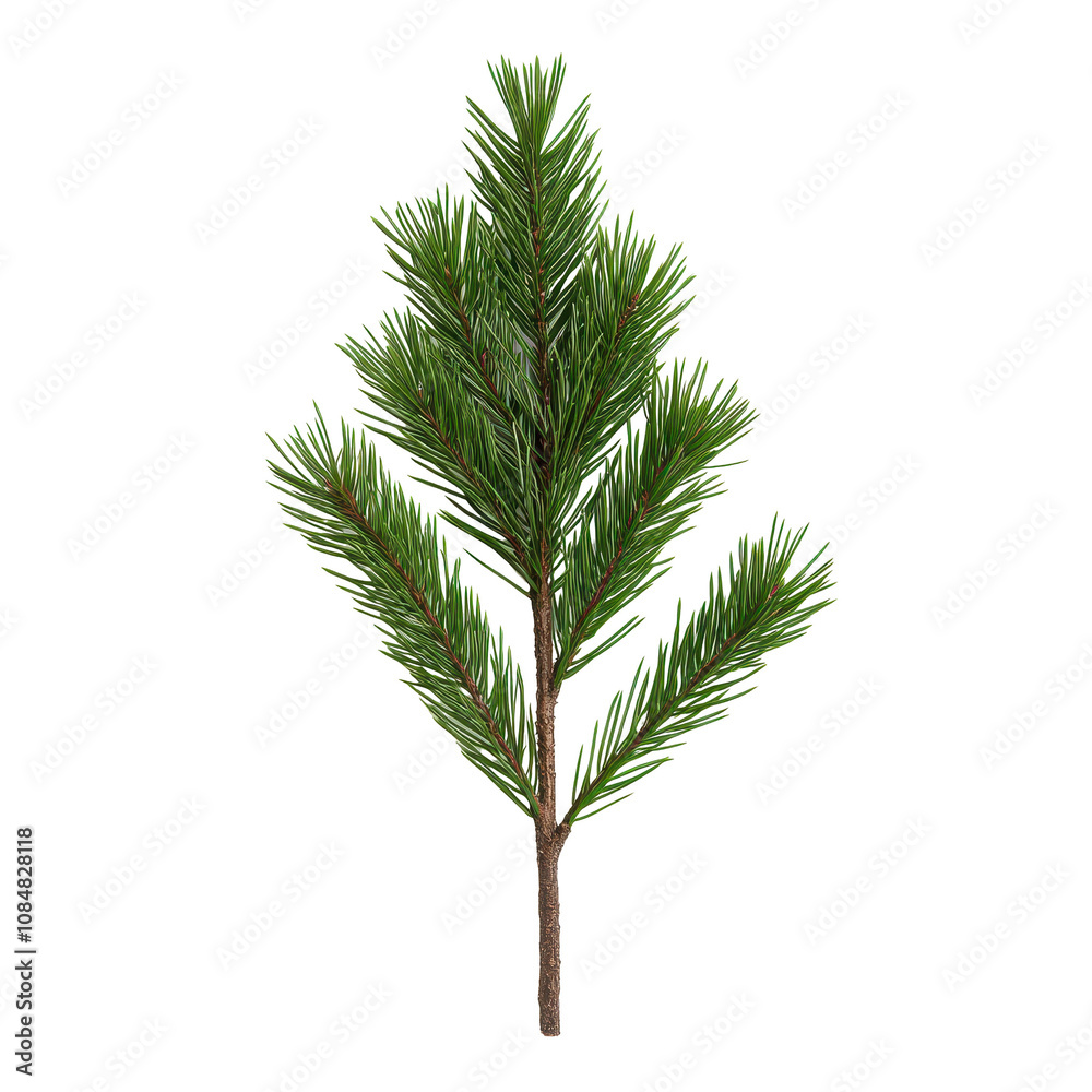 A single green pine tree with a brown tip