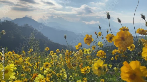 field of yellow flowers