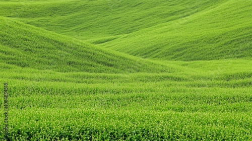 Rolling green rice terraces cascade down a hillside under a vibrant blue sky photo