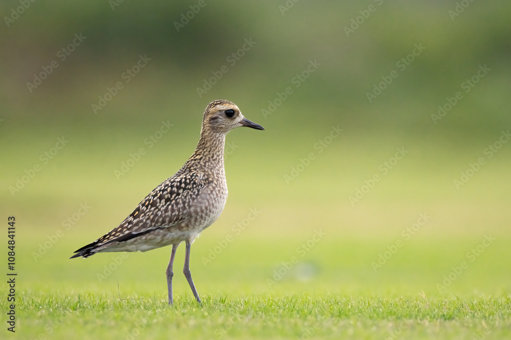 pheasant in the grass pheasant in the grass