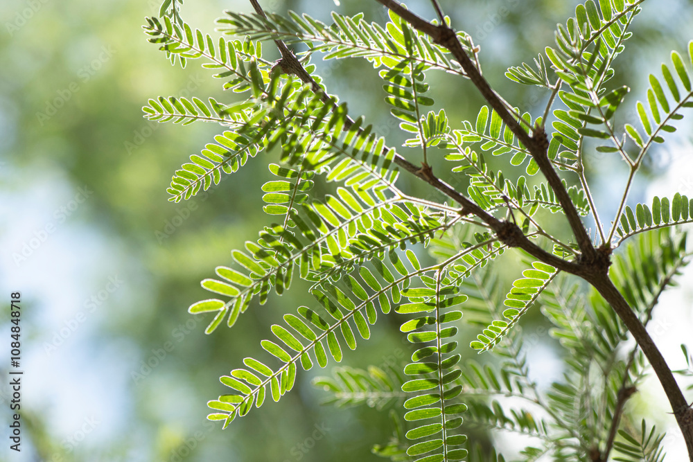 Φωτογραφία Mesquite leaves