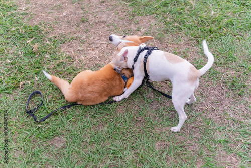 Фотография a lively and playful moment between a spirited Corgi and an energetic Chihuahua as they frolic together on a grassy field