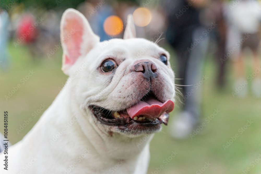a cheerful white French Bulldog, also known as a Frenchie, strolling through a lush green field. Its wrinkled face and distinctive bat-like ears add to its adorable charm. a cheerful white French Bulldog, also known as a Frenchie, strolling through a lush green field. Its wrinkled face and distinctive bat-like ears add to its adorable charm.