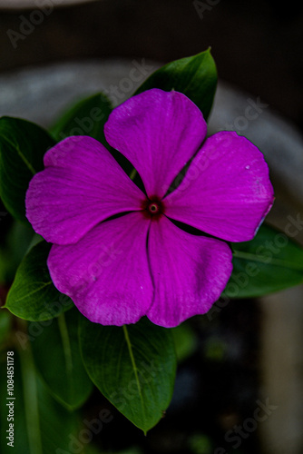pink and purple