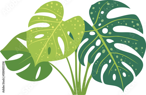 monstera variegated, monstera varigata, monstera creme brullee, monstera leaves, leaf.