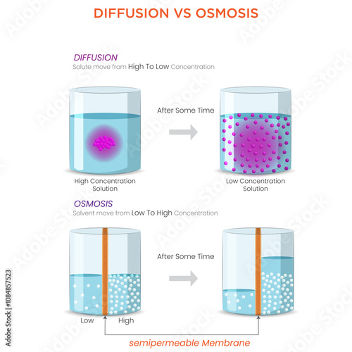 Diffusion vs Osmosis Comparing Particle Movement and Water Transport