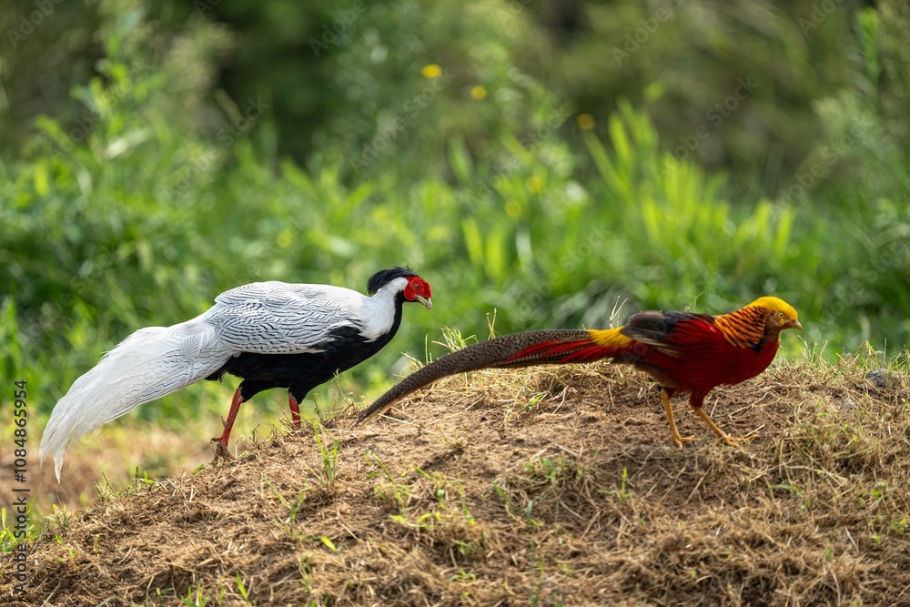 Naklejka premium crowned crane balearica regulorum